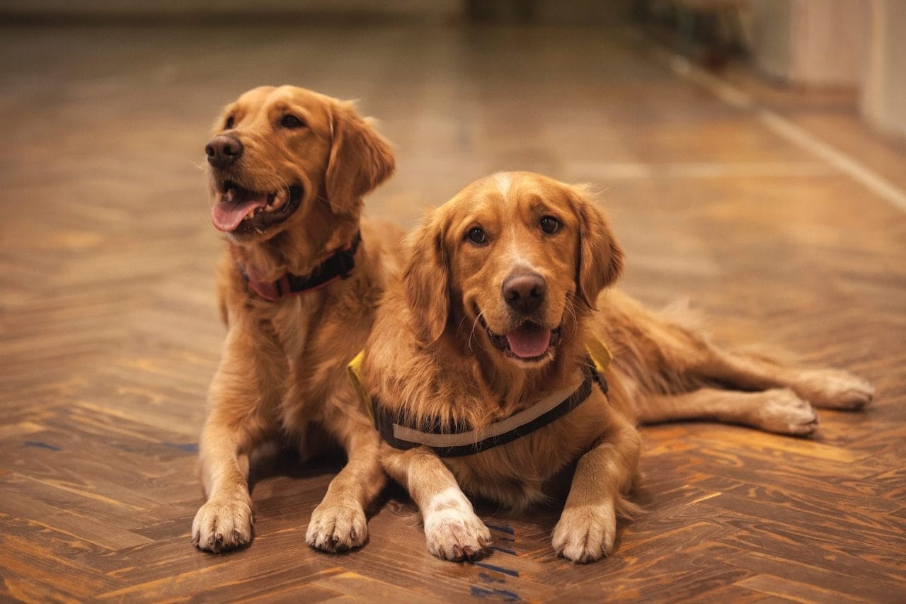 Cane in casa e igiene. 5 trucchi per tenere al sicuro tutta la famiglia
