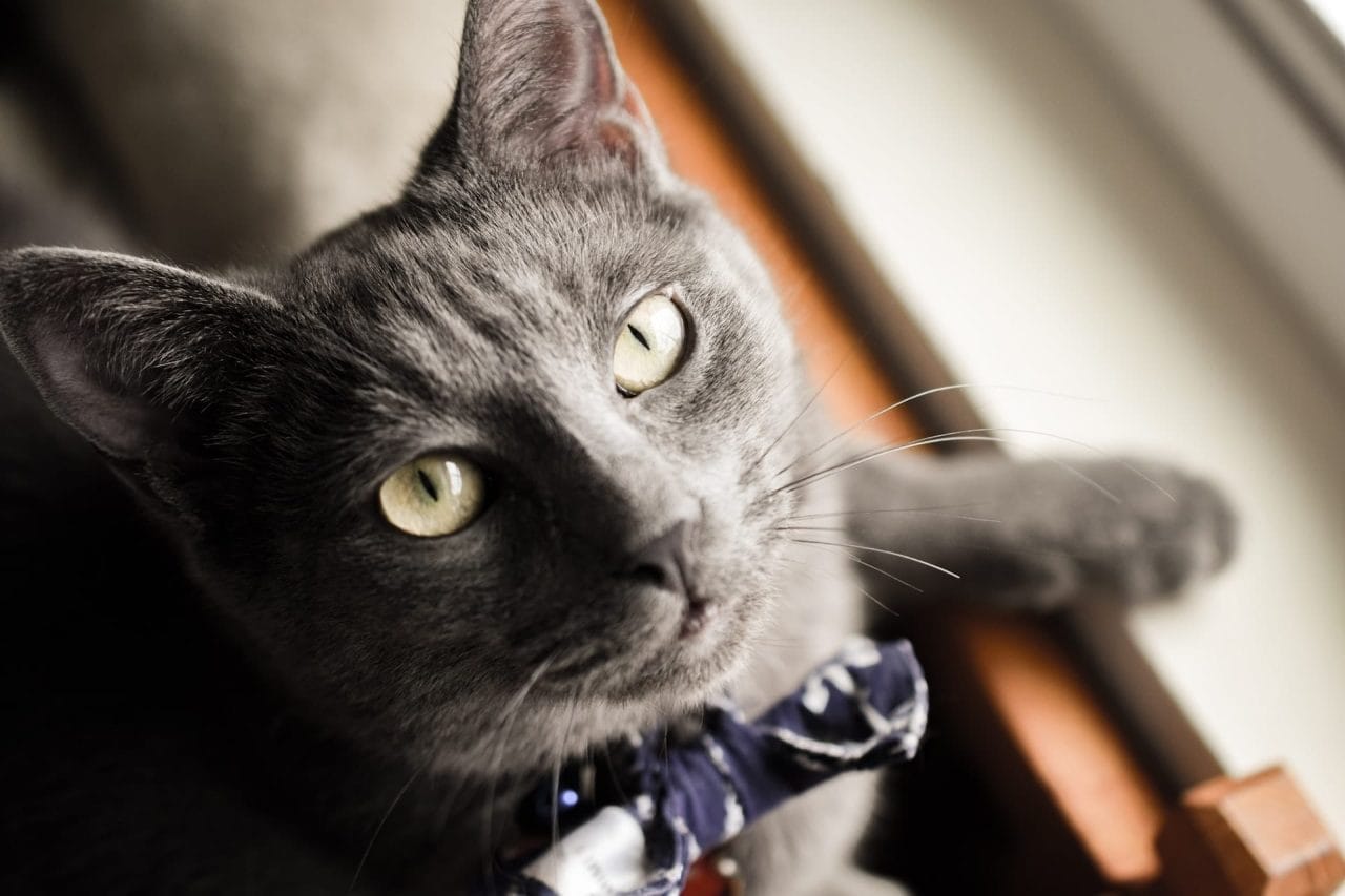 Razze di gatti da appartamento, come scegliere il tuo prossimo micio