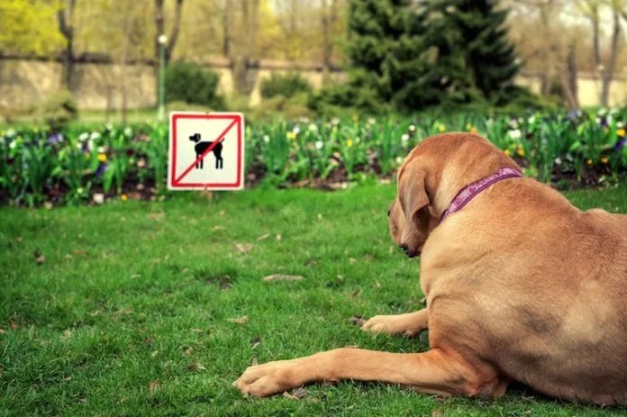 Parchi e musei “cani ammessi” in Italia: la guida completa