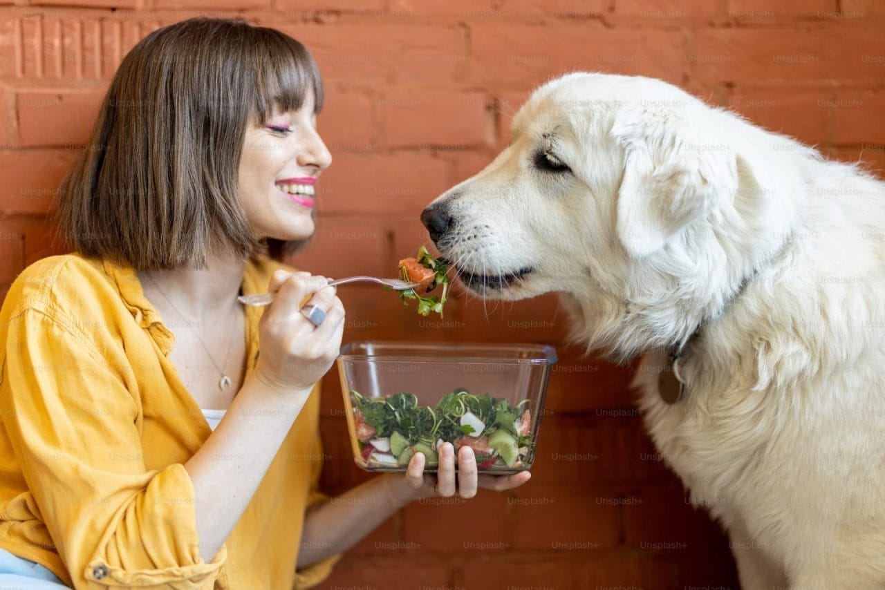 Alimentazione del cane in viaggio: cibi freschi o crocchette?