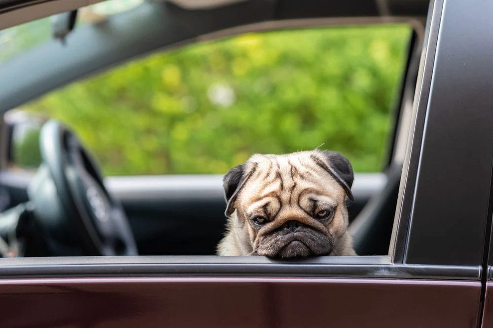 Come gestire l’ansia da viaggio nel cane: strategie e tecniche efficaci