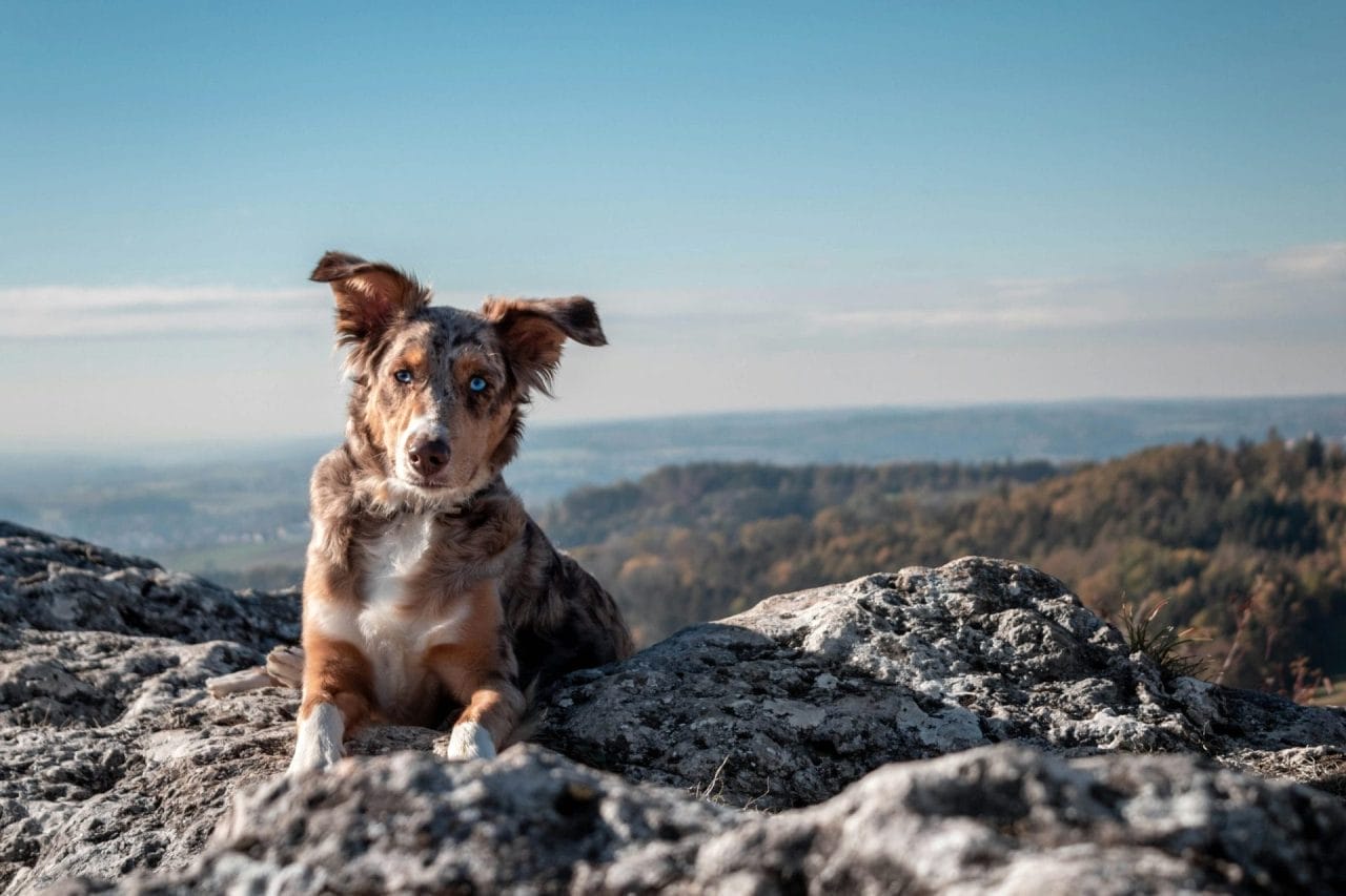 Come preparare il cane per escursioni in montagna