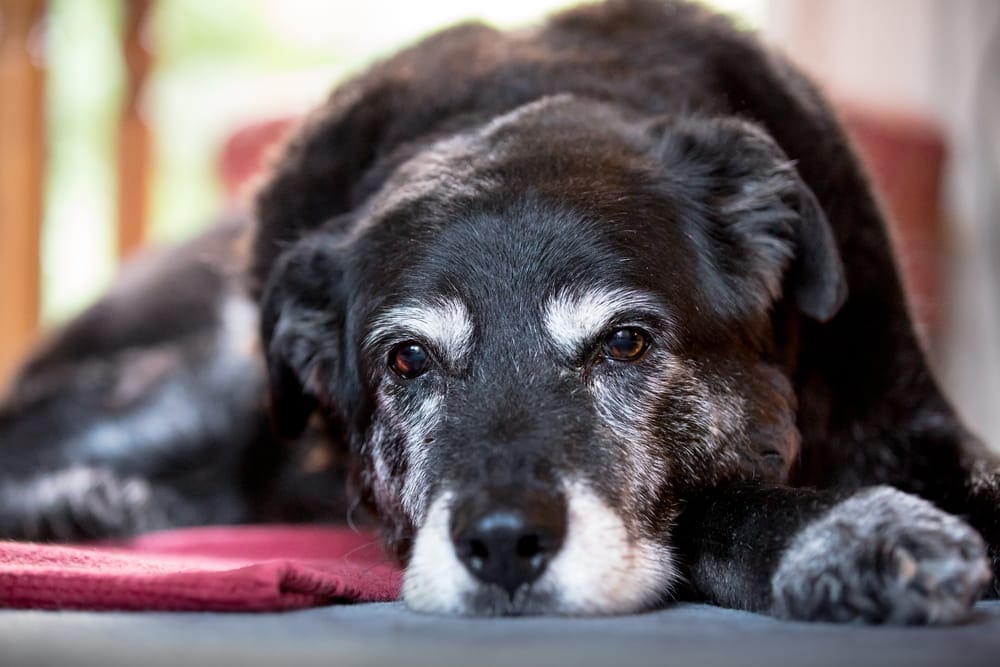 Cane anziano e fine vita: sintomi di morte