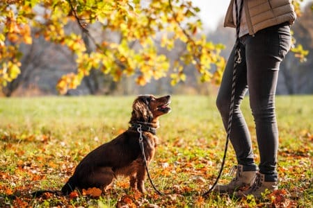Cane che abbaia in giardino privato: cosa fare per evitare problemi