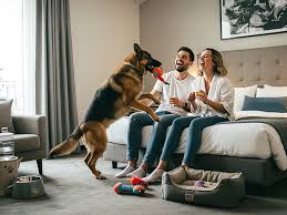 Hotel dove i cani sono ammessi: come sceglierli