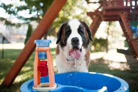 Iagolandia: il parco giochi a tema per cani vicino a Milano