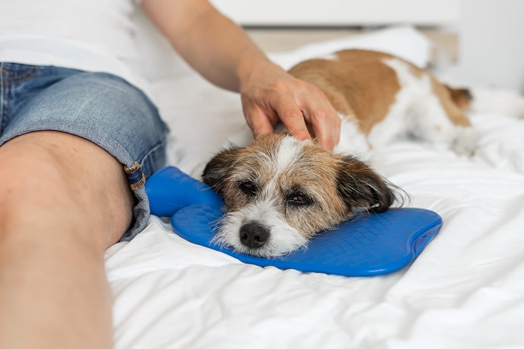 Sangue nelle feci del cane: lo stress può essere la causa?