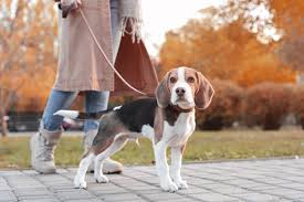Cane pauroso in passeggiata: come aiutarlo a superare la paura