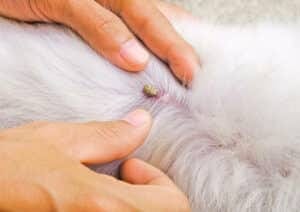 Pulci del cane in casa: come eliminarle e prevenirle