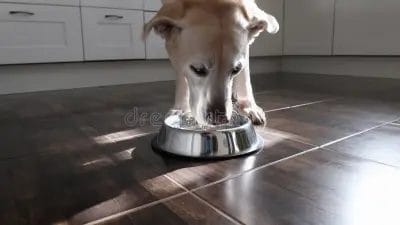 Cane anziano che beve molto: cause e quando preoccuparsi