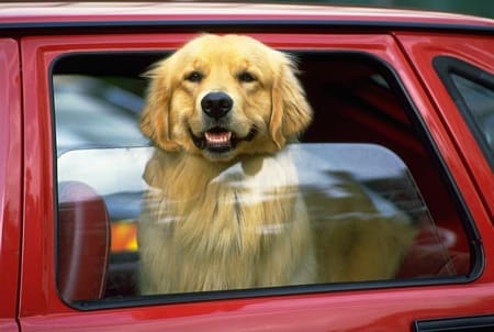 Mal d’auto nei cani: come riconoscerlo e affrontarlo